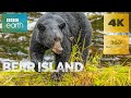 Bear Island in 360° 🐻 The story of a black bear | BBC Earth