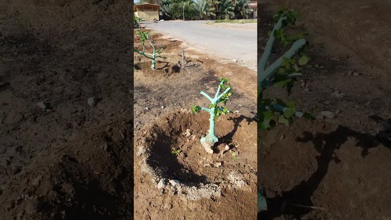 يا الحبيب أبعد الماء عن الساق    21\3\2023