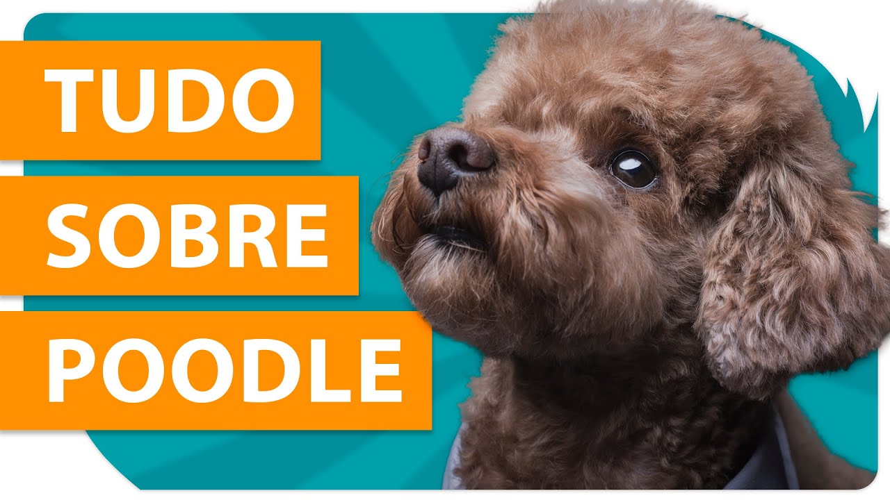 POODLE - Guia da raça ??