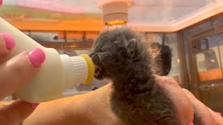 Neonate Kitten Smoky  Bottle Feeding, Bathing, Purring