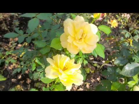 ДОГЛЯД ЗА ТРОЯНДАМИ, ЩОБ МЕНШ ВРАЖАЛИСЯ ШКІДНИКАМИ ТА ХВОРОБОЮ