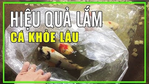 Thả Cá Vào Hồ Tránh Bị Sốc Nước rất hiệu quả bằng cách này