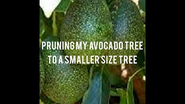 Pruning my Avocado Tree to a Smaller Size Tree.