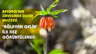 BEYDAĞI’NIN ZİRVESİNDE DOĞA MUCİZESİ: "AĞLAYAN GELİN" İLK KEZ GÖRÜNTÜLENDİ! #lale #malatya