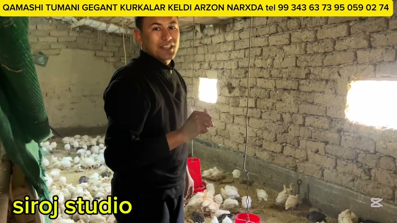 QAMASHI TUMANIDA GEGANT KURKALAR OPTIM NARXDA 