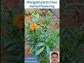Marigold plants have started flowering