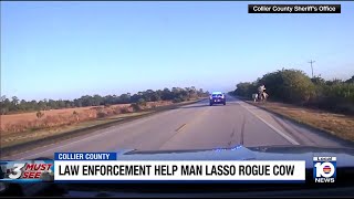 Massive, loose cow wrangled by police along Florida state roadway