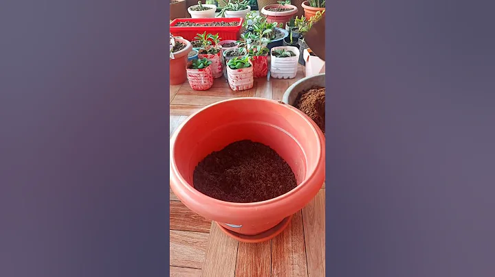 How to Transplant Water Rooted Cutting of Hibiscus Plant to Soil. Easy and Simple #hibiscus - DayDayNews