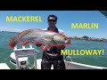 Mackerel, Marlin, Mulloway - EPIC day! (Gold Coast)