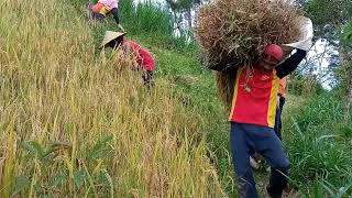 Mantap...Panen Padi Gogo Usia 3 Bulan || Varietas Kumis. #padigogo #padi #panenpadi #petani