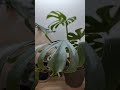 A birthday gift for my spouse