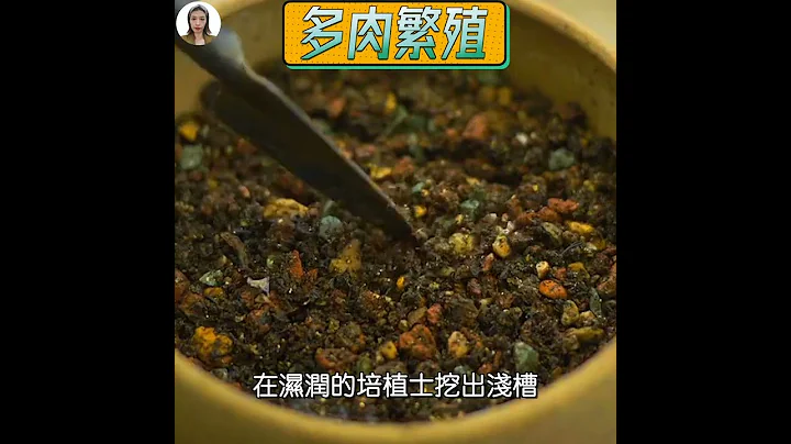 景天科多肉葉插 #多肉植物 #多肉植物繁殖 #多肉葉插 #succlents #shorts - 天天要聞