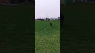 Black alaskan shepherd