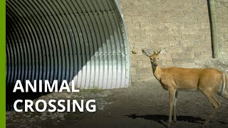 How Indigenous values inspired the largest network of wildlife crossings in USA