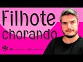 Cão Filhote Chorando Muito? O Que Fazer Para Acalmar e Acostumar Casa Nova?