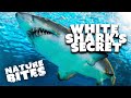 Unlocking the Secrets of White Sharks Building Trust | Nature Bites