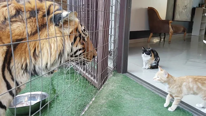 Mother cat looking out for kittens safety by the tigers - DayDayNews