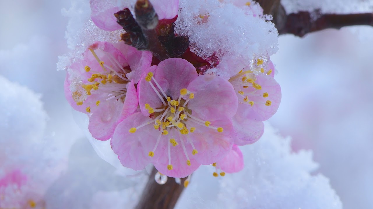 あんずの花と淡雪の競演が美しい千曲市 4k Youtube