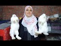 اربي الفراخ البيضا ولا الارانب