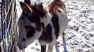 Donkey Noise Donkey Sound Donkey Heehaw