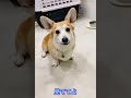 カメラに猛アピール!かわいいお茶目なコーギー🎶
