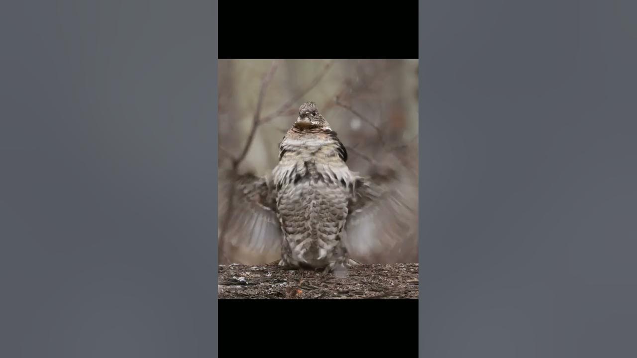 Each spring male Ruffed Grouse "drum" on logs to attract local females
