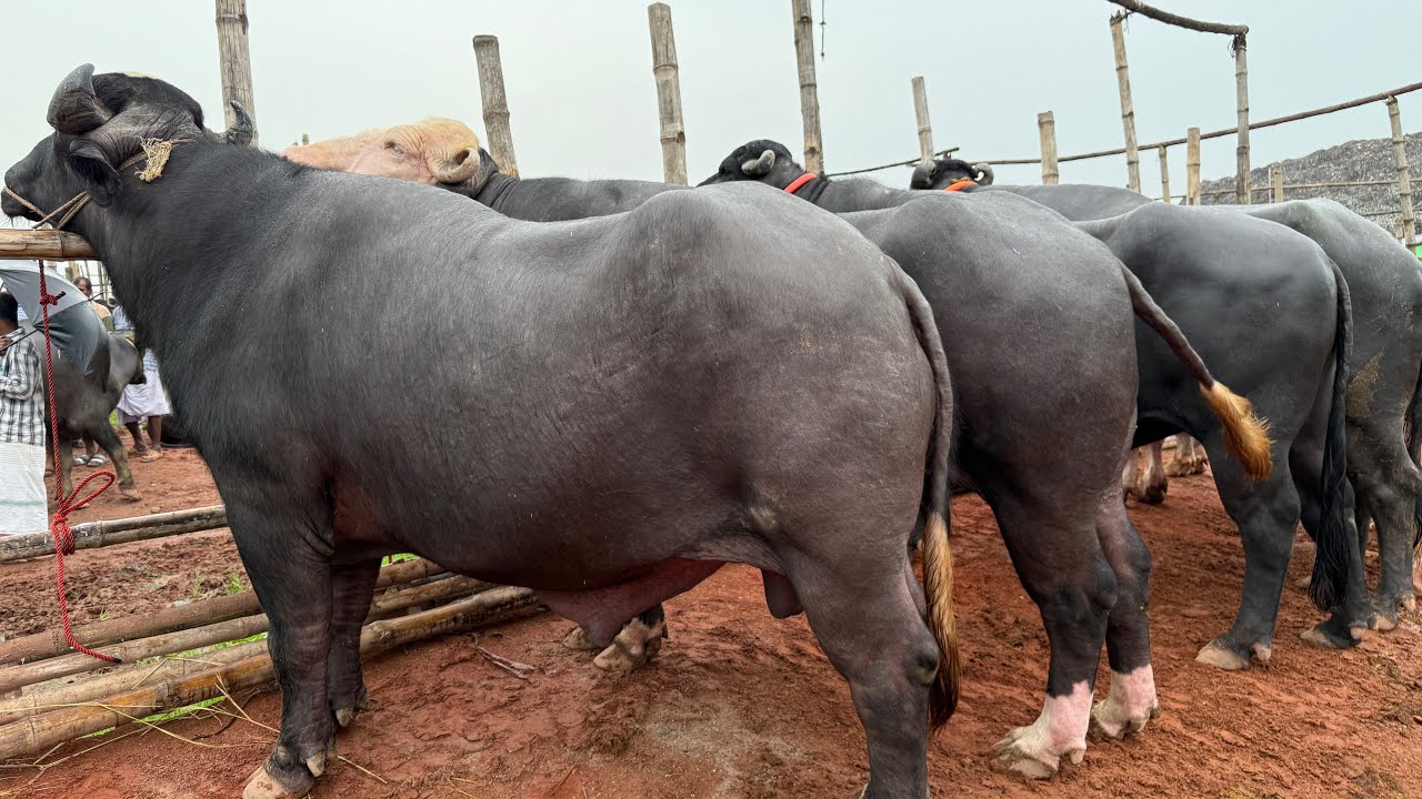 ইন্ডিয়ান