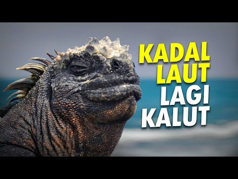 Video: 10 kota teratas Lonely Planet untuk tahun 2011