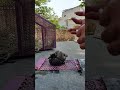 #pigeon#shortvideo