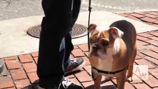 Pooch Pals: A Personal Assistant to Your Pets by Pooch Pals 431 views 9 years ago 1 minute, 54 seconds