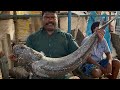 $75 KADAVARA FISH CUTTING VIDEO FISH CUTTING VIDEOS | FISH CUTTING |  KASIMEDU | UK & SONS MARINE