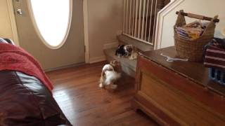 Cavalier King Charles spaniel plays with little sisters