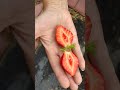 🍓 🍓 🍓 Портола торжество вкуса и массы. отличный выбор!!! 23 июня 2023 г.