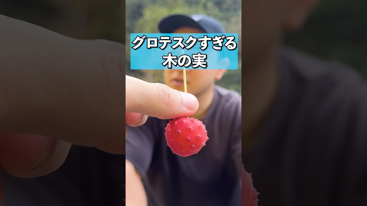 グロテスクすぎる木の実を食べる　#自然 #nature #雑学