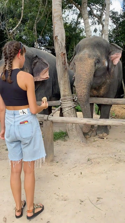 Lovely day elephant enjoy their treat ❤️🐘🥰 #elephant #keffamily #babyelephant #kef #chimean