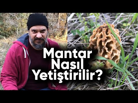 Video: Mantar toplarken nasıl hata yapılmaz? Bir fotoğraftan mantar belirleme yöntemleri