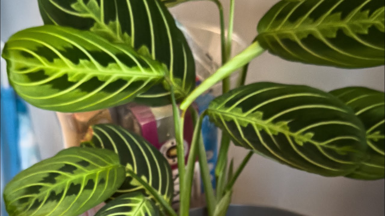 Houseplants part 3 