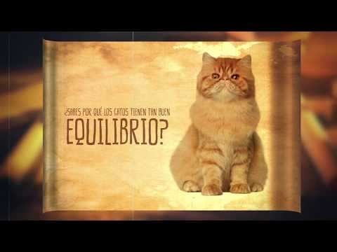 Video: ¿Por qué los gatos tienen buen equilibrio?