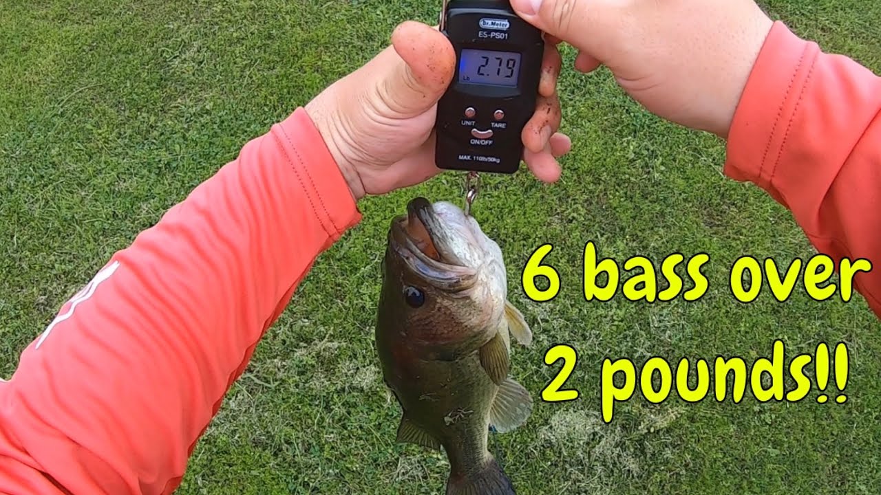 6 BIG BASS IN 1 DAY!! HOW?