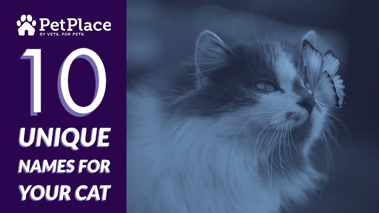 100s Of Unique And Uncommon Cat Names For 2021 Petplace