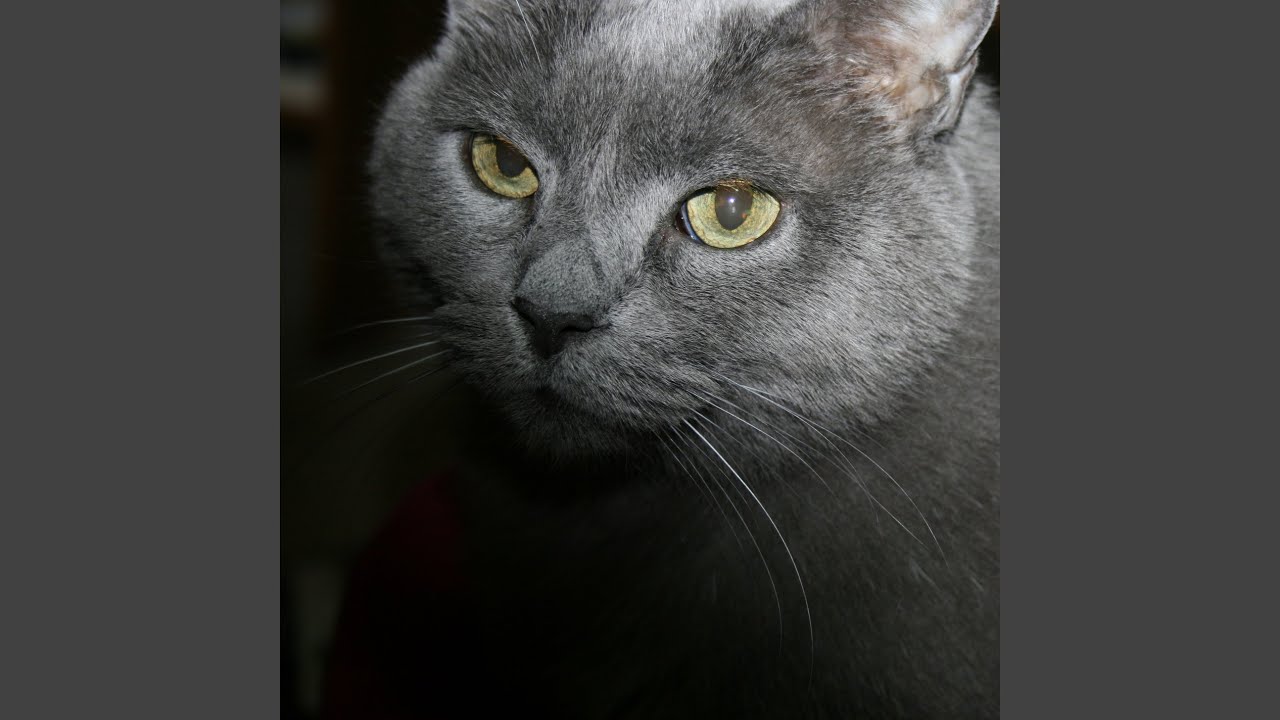 Watch Kitty Kitty Cat on YouTube Watch Kitty Kitty Cat on YouTube