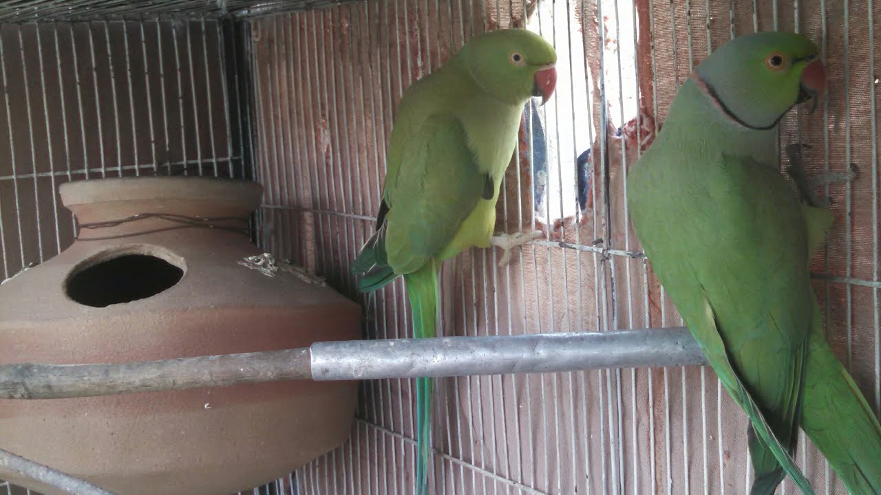 Hurrah! My new Parrots pair laying 1st time egg in 1st clutch & Start