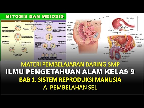 Rangkuman ipa kelas 9 bab 1 sistem reproduksi manusia