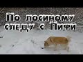 Вышли с западносибирской лайкой Пифи на след лося.