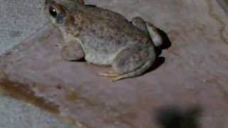 Red-spotted toads