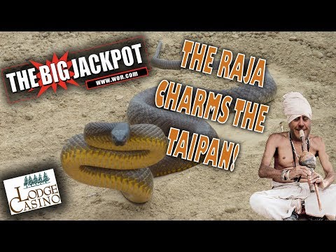 🎰 The Raja Scores A Large Win On Taipan After A Bonus Round With 25 Free Games! 🐍