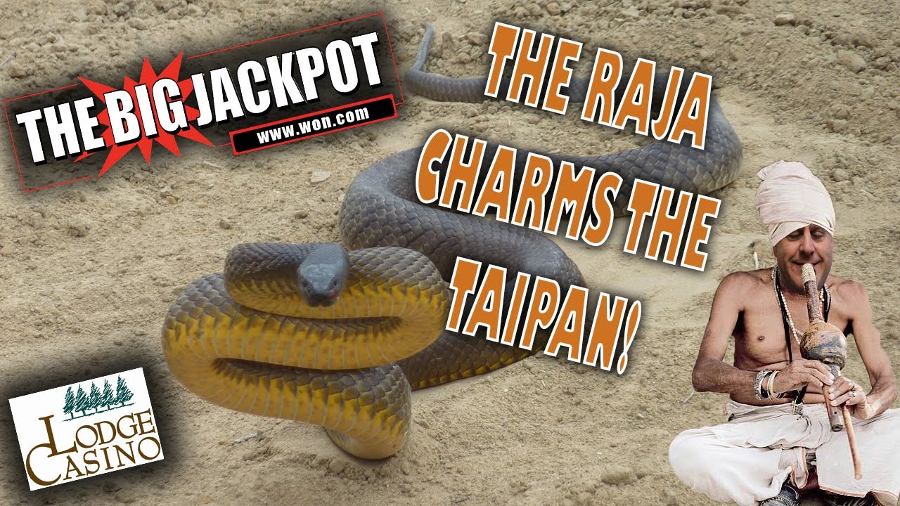 🎰 The Raja Scores A Large Win On Taipan After A Bonus Round With 25 Free Games! 🐍