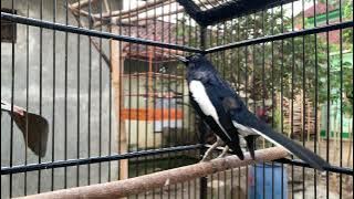 Suara Burung Kacer Gacor isian blackthroat !!