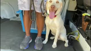 Yellow Lab by Sit Means Sit Hawaii Dog Training 121 views 2 years ago 58 seconds