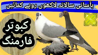 کبوتر فارمنگ 5گنامنافع کمائیں بزنس پلان Pigeon Farming Business Plan Feasibility in Hindi Urdu